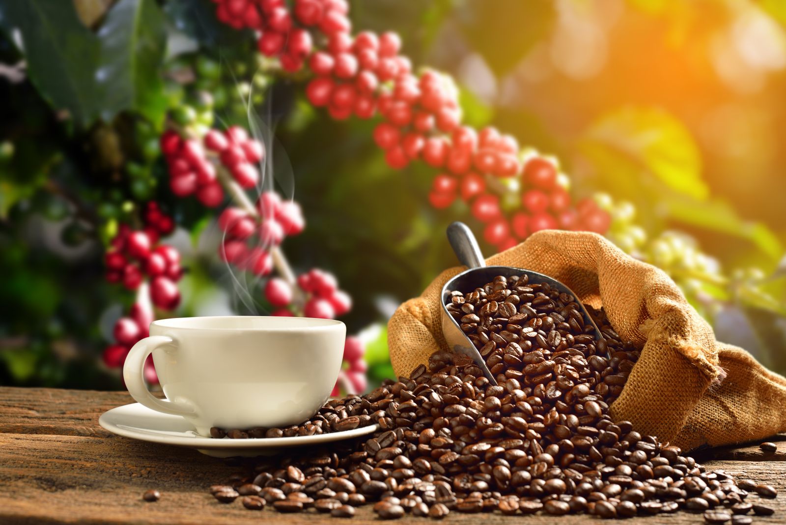 Arabica Coffee Prices Decline on Profit-Taking and Long Liquidation