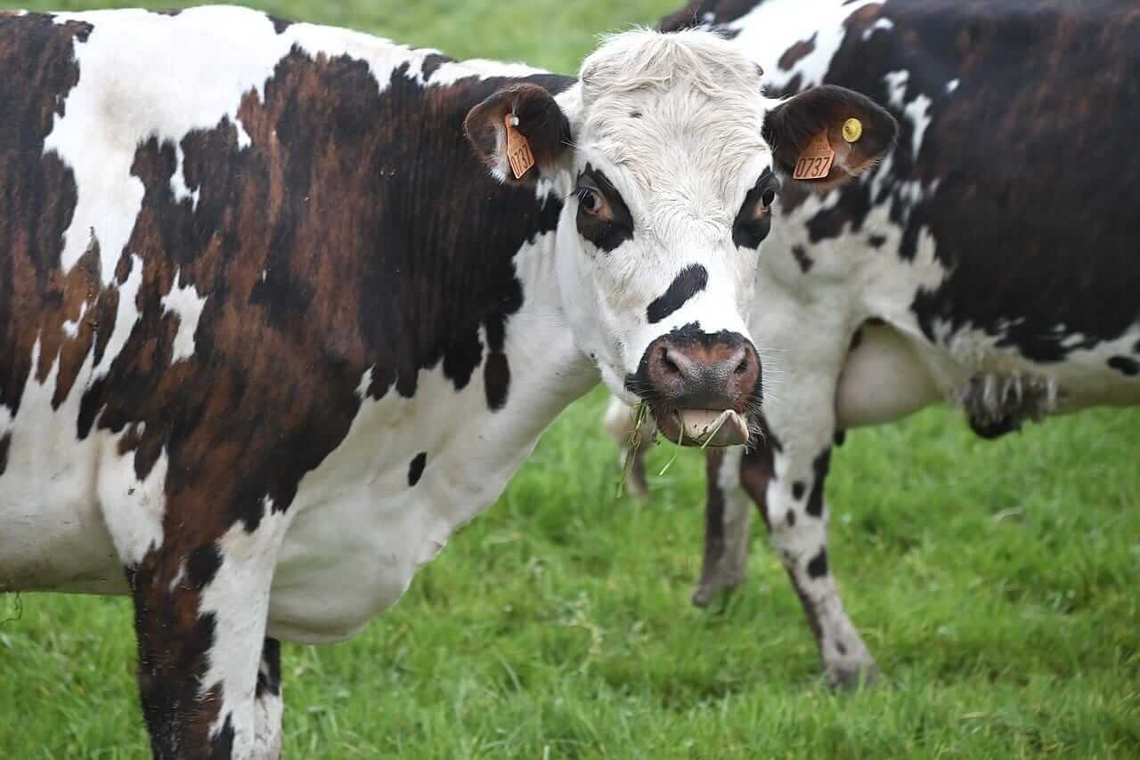 Cattle Fall into the Holiday Weekend, with Wholesale Beef Weakness
