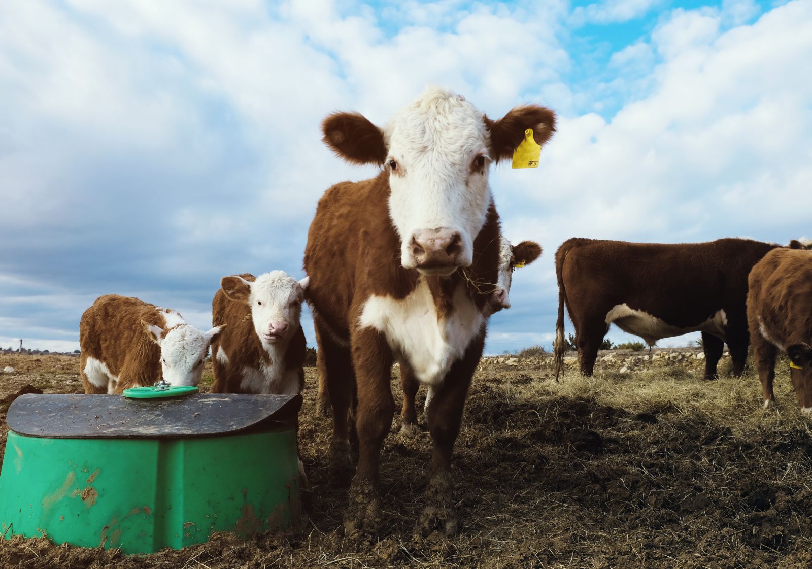 Cattle Look to Thursday After Feeder Lead the Bounce on Wednesday