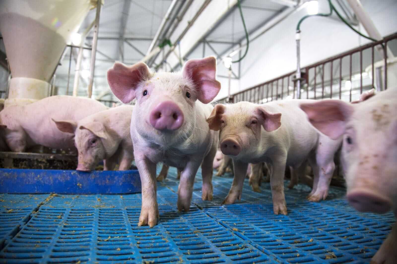 Hogs Rounding Out the Week with Gains
