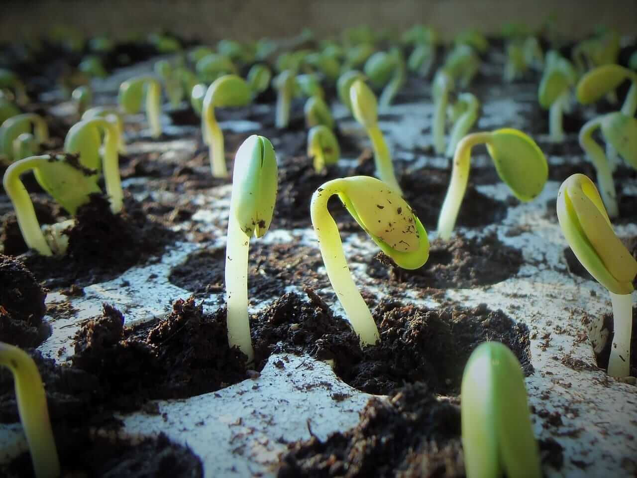 Soybeans Start the Post-Holiday Weekend with Sharply Higher Trade